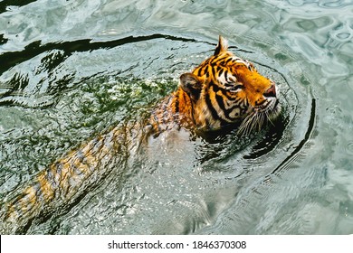 16,343 Tiger top view Images, Stock Photos & Vectors | Shutterstock