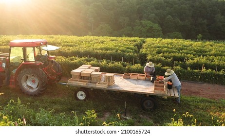 View of tractor with men sorting tomatoes on flatbed trailer sitting in a field of tomato plants at sunrise. - Powered by Shutterstock