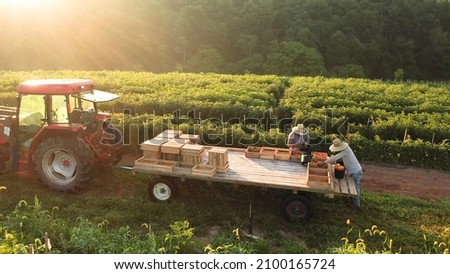 View of tractor with men sorting tomatoes on flatbed trailer sitting in a field of tomato plants at sunrise.