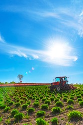 View Of A Tractor And Planting Implement Cultivating Flower Field In A Beautiful Sunny Day In Springtime.