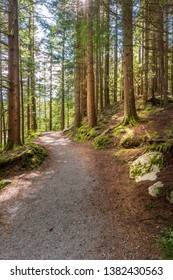 View At Trail In Park. Rice Lake. Vancouver. Canada.