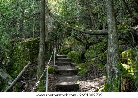 View of trail path on Flowerpot Island in Tobermory.