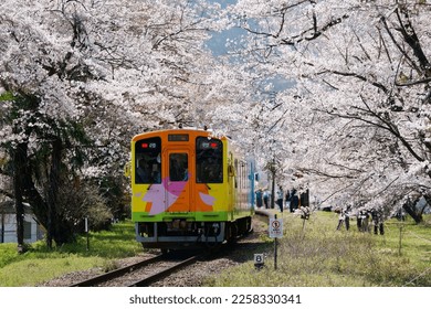 View of a train parking at Tanigumiguchi Station 谷汲口 of Tarumi Railway 樽見鉄道, with pink cherry blossom trees (Sakura) blooming by the track on a sunny spring day, in Ibigawa, Ibi District, Gifu, Japan