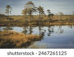 View of a tranquil bog-pool with pines and grass in the background on a hazy but sunny summer day. Pines reflecting on a calm bog-pool surface