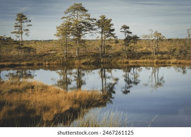View of a tranquil bog-pool with pines and grass in the background on a hazy but sunny summer day. Pines reflecting on a calm bog-pool surface