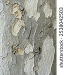 A view of tree bark with a unique, peeling texture and natural pattern. The bark displays varying shades of beige, gray, and tan, creating an almost camouflage-like appearance with organic shapes.