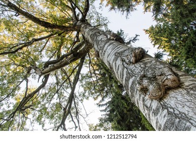 View Tree Birch Tree Anomalies On Stock Photo 1212512794 | Shutterstock