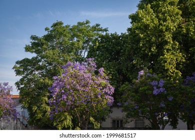 View Of Tree Blooming With Violet Flowers With Green Trees And Whitehouse On Background Under Clean Blue Sky In Evora, Alentejo, Portugal