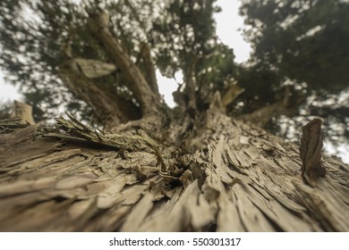 view of a tree and its branches from below.