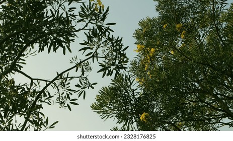 View of tree branches and sunny clouds from below