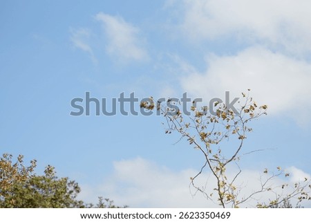 A view of tree branches under a blue sky on a clear day in SanDiego, US