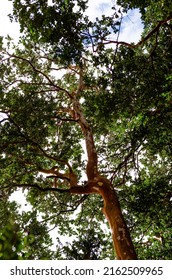 View Of A Tree Canopy From Below