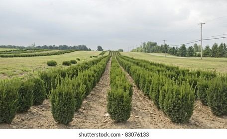 view of a tree farm on a hazy summer day in the country