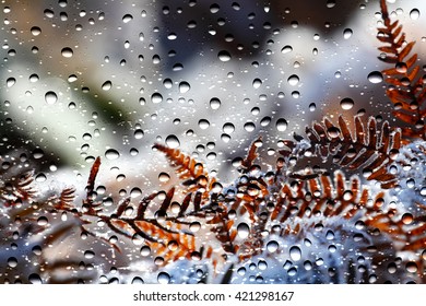 View of the tree fern through the window glass covered by raindrops