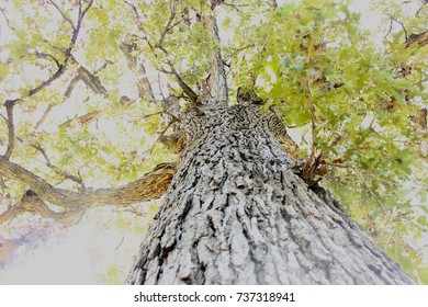 Up View Of A Tree With The Sun Shining Through Its Leaves.