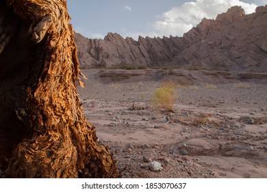 View of a tree trunk in the foreground and the arid desert sand and sandstone hills in the background, at sunset. 