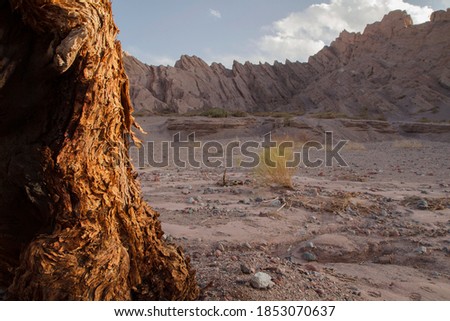 View of a tree trunk in the foreground and the arid desert sand and sandstone hills in the background, at sunset. 