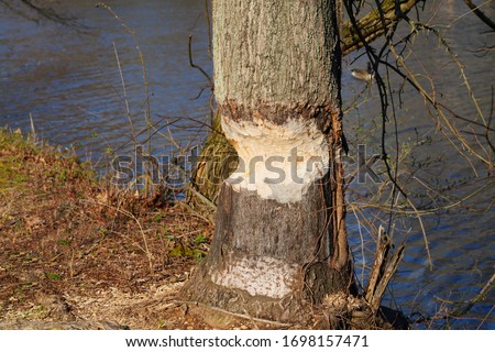 View of a tree trunk gnawed by a beaver along the D&R Canal in New Jersey
