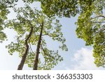 View of the tree under to top 