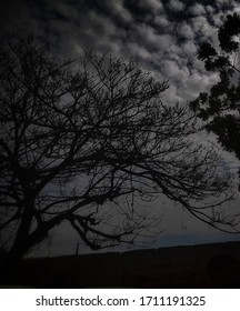 A view of a tree without leaves