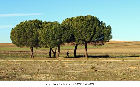 View of trees