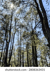 A view of trees bathed in sunlight—a refreshing sight for the eyes as they take in the natural scenery 