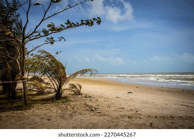 View and trees at the beach