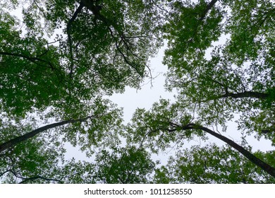 View of trees from below