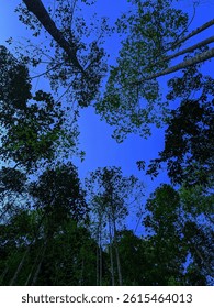 view of trees from below with blue sky.