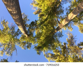 View of trees from below with sky