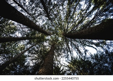 View up the trees from the bottom