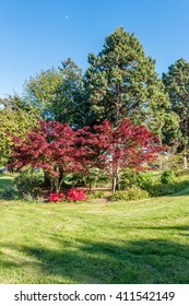 A View Of Trees And Bushes At A West Seattle City Park.