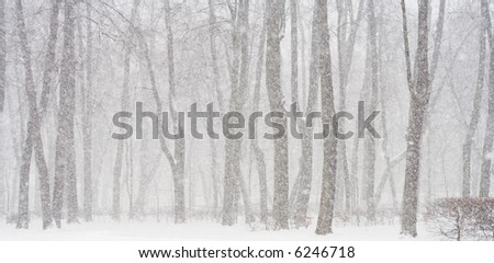View of trees during snowing. Snow winter scene.