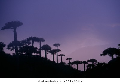 View of trees at dusk