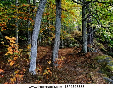 A view of trees in the forest during a sunny day in Larvik, Norway