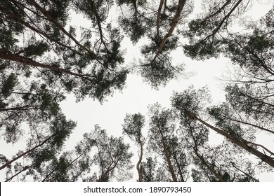 A view up to the trees in a forest with white sky behind