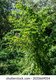 View of trees in the garden in summer, sunnyday.