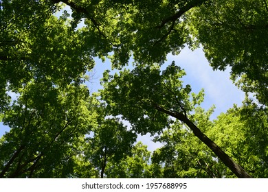 A View Of Trees Looking Up From Below. With a beautiful Blue Sky