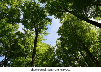 A View Of Trees Looking Up From Below. With a beautiful Blue Sky