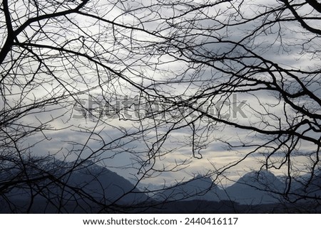View with trees and mountins 