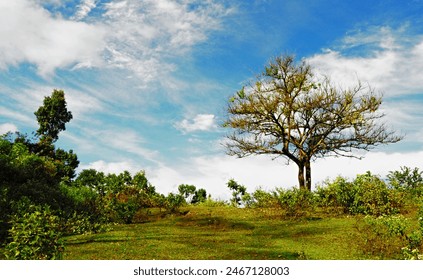 view of trees on a green hill on a clear day and sky - Powered by Shutterstock