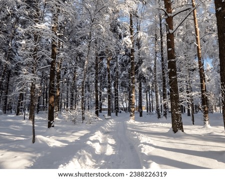 View of trees in a park fully covered with heavy snow on a sunny winter day with contrasting sky in background. Trees, shrubs and vegetation after heavy snowfall. Beautiful winter scenery