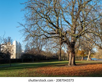 View of trees in Regent's Park in London UK, photographed on a cold crisp winter's day. 