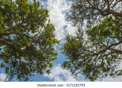 VIEW OF THE TREES AND THE SKY