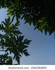 view of trees in the sky 