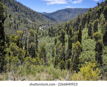 view of trees in a valley