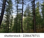 A view of the trees while on a hiking trail in Bhurban,near Murree, Pakistan 