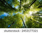 View up to the treetops in a forest near port renfrew, british columbia