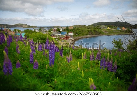 View of Trinity, Newfoundland, from a hill overlooking colorful houses and the historic waterfront, with dark purple lupines and typical maritime flowers in the foreground.