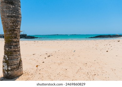 View of tropical beach with volcanic lava rocks at the foot of a palm tree trunk in Isabela, Galapagos Islands, Ecuador - Powered by Shutterstock